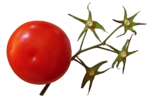 tomato